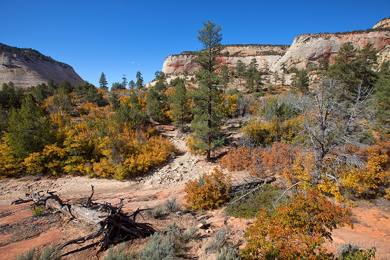 Herbstlicher Zion NP - VI